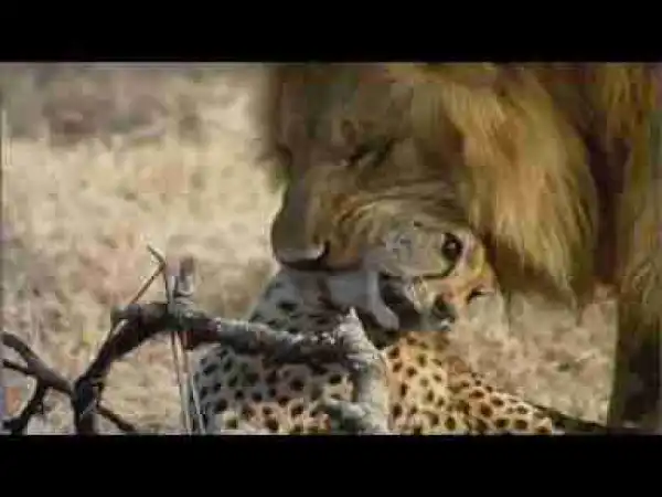 Video: TOP 10 BIGGEST BIG CATS || When big cats aattack